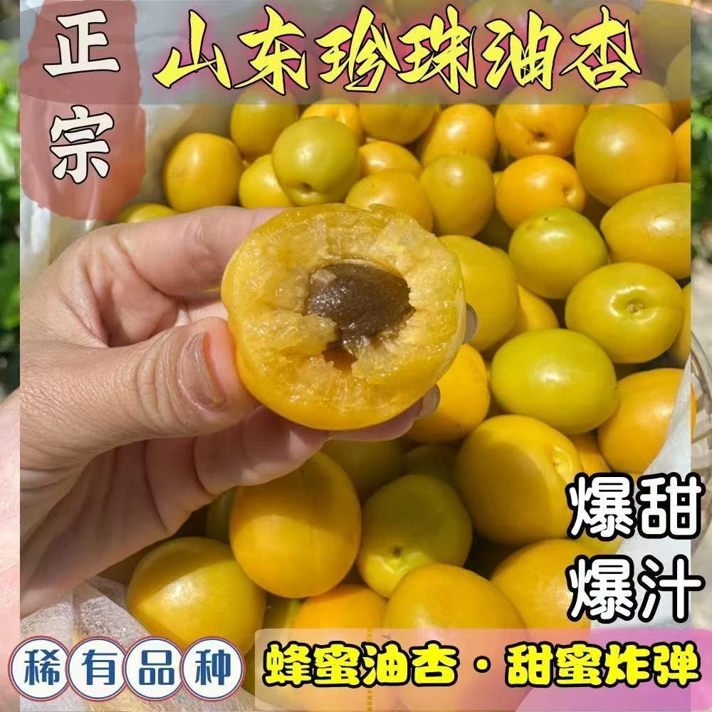 露天正宗山东小白杏珍珠油杏新鲜水果脆甜蜂蜜杏非新疆小白杏现摘