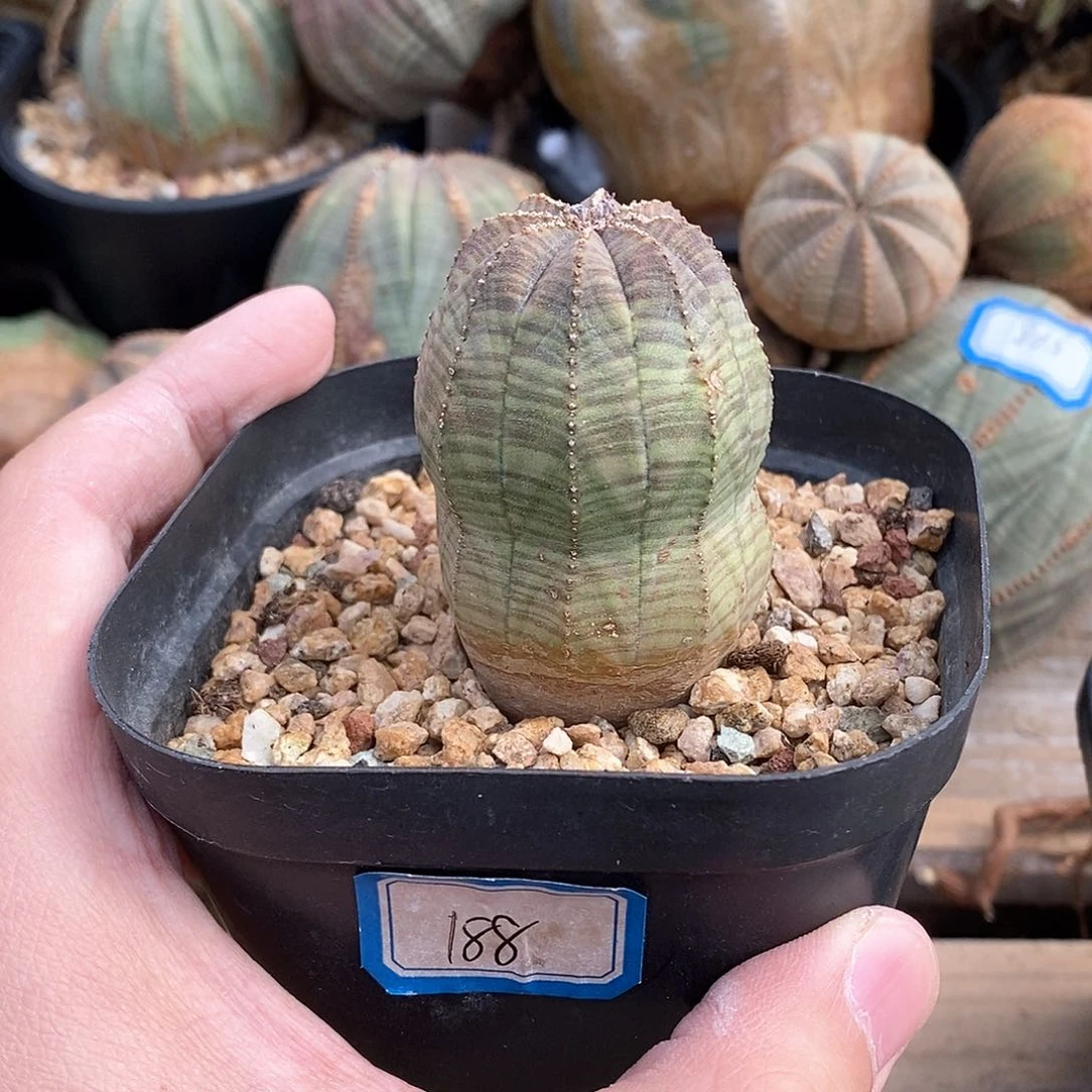 天***.欧系实生布纹球多肉植物一级灯牌