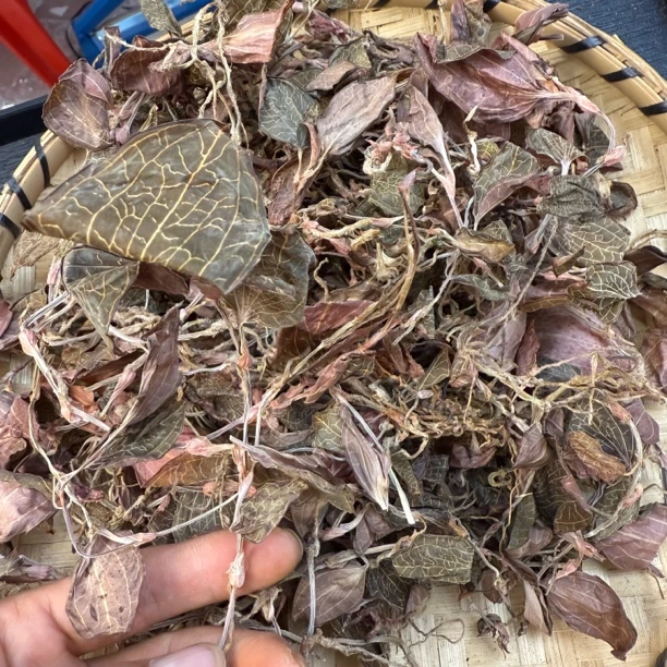 （金线莲）云南特产山货小念推荐