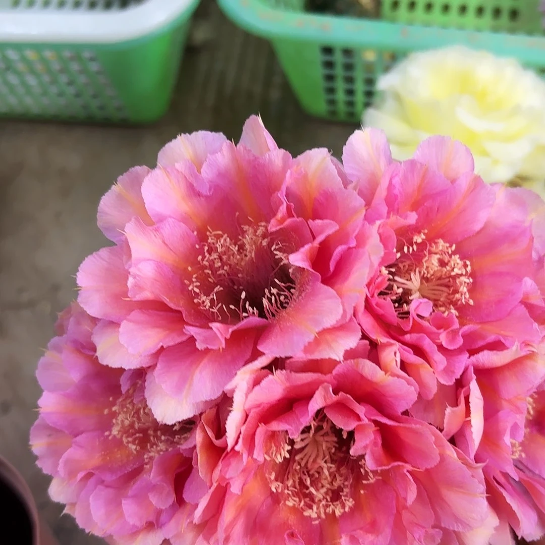 水仙006无根侧牙四左右