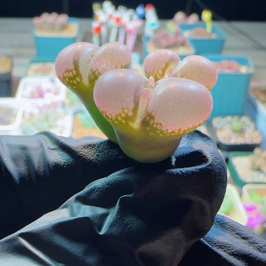 多肉植物三头大红77号