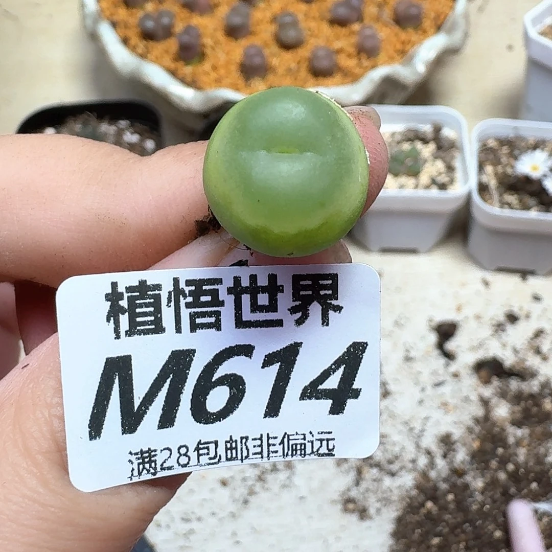 多肉植物的润泽额的g