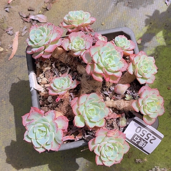 七福美尼2550多肉植物