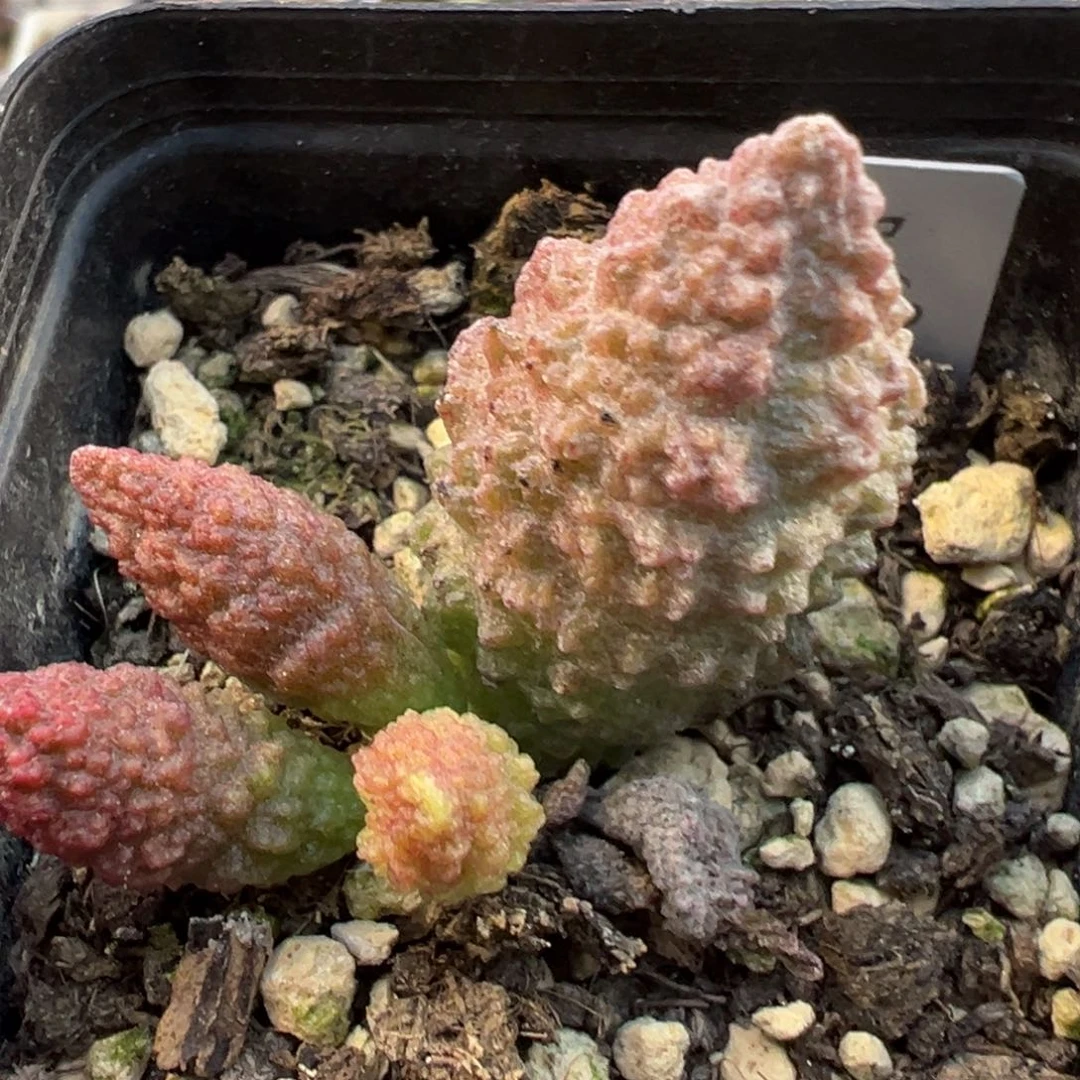 实生底叶苗纹路款多肉植物水泡