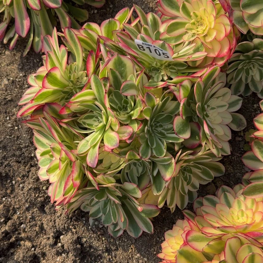 105荔枝多肉植物