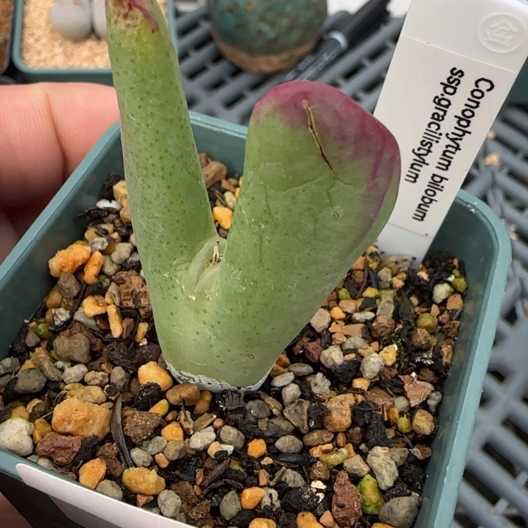 多肉植物外播大将87号