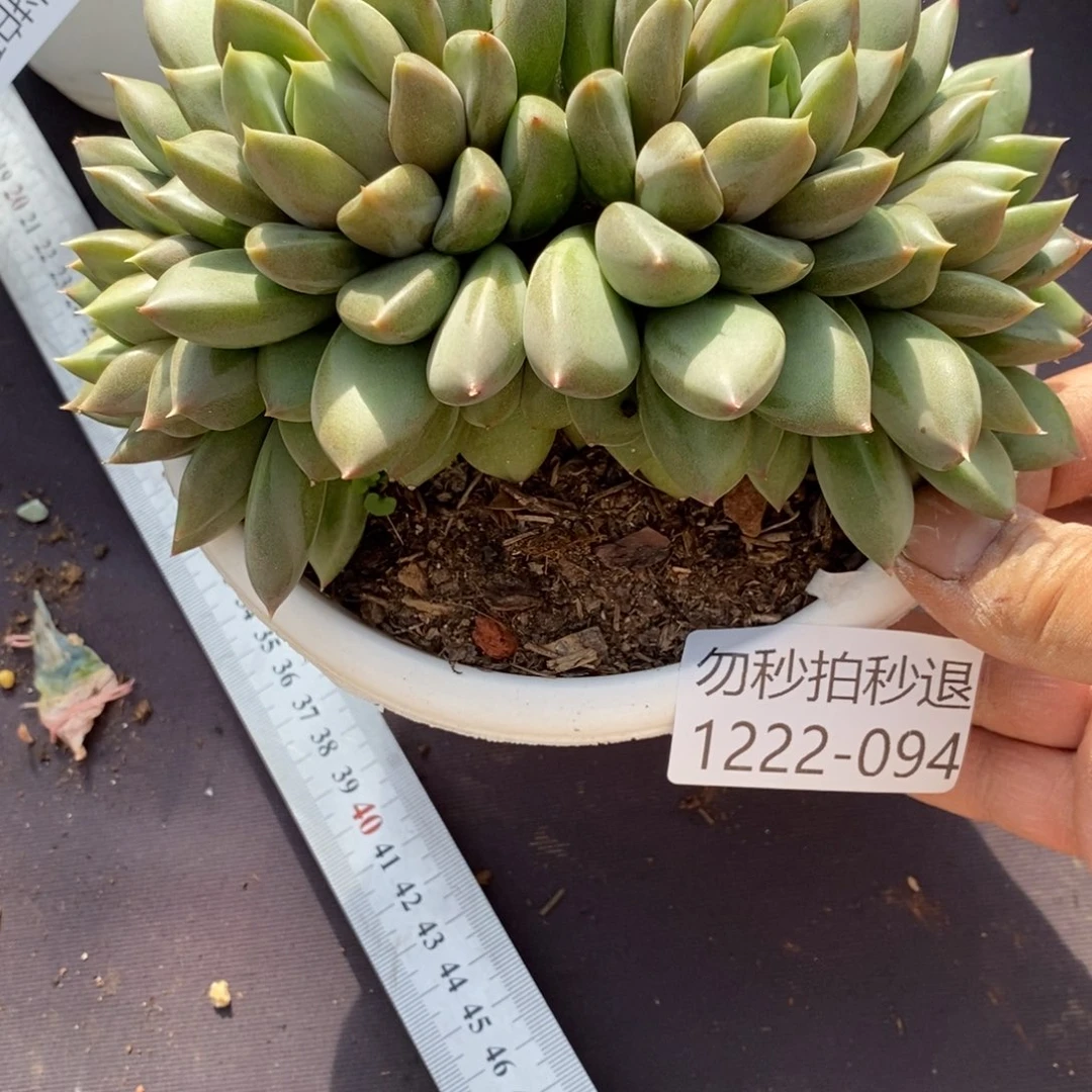 两单包邮1222-94象牙