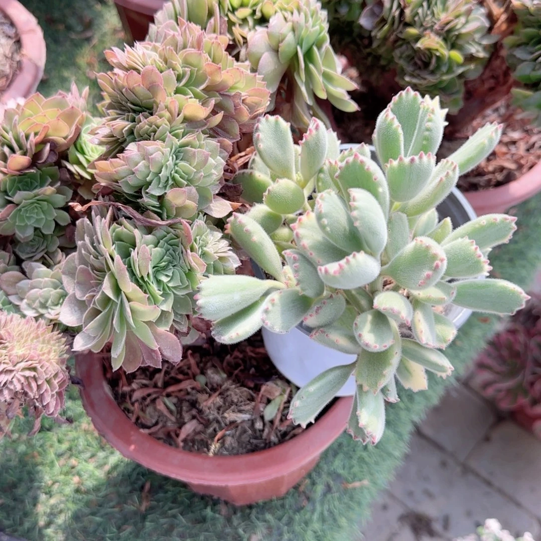 无花朵白熊120群生