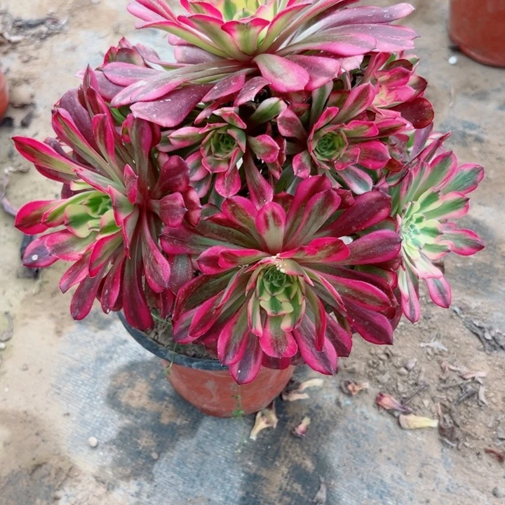 640舞天姬妖桩多肉