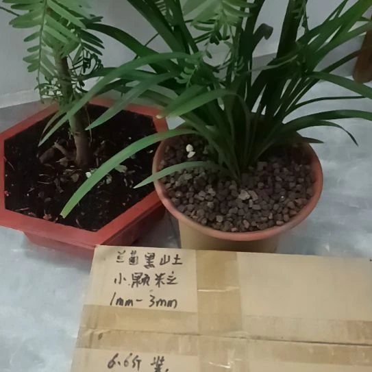 伊***思兰菌颗粒小颗粒6.6斤