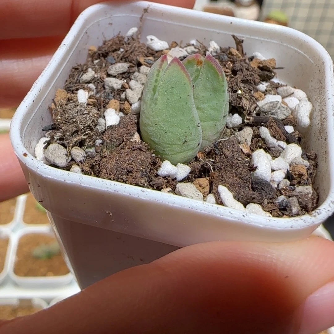 、****肉锥多肉植物组合-203