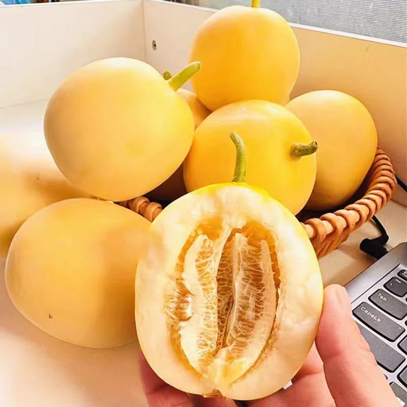 山东头茬小蜜蜂甜瓜蜜罐甜瓜香瓜脆甜多汁自然成熟应季新鲜水果