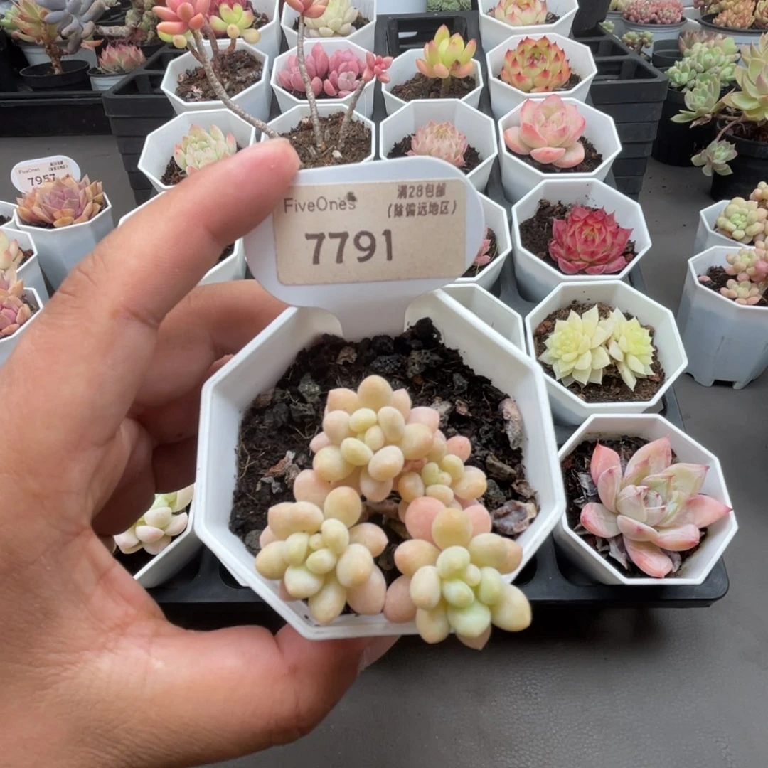 7791鱼子酱4.0厘米