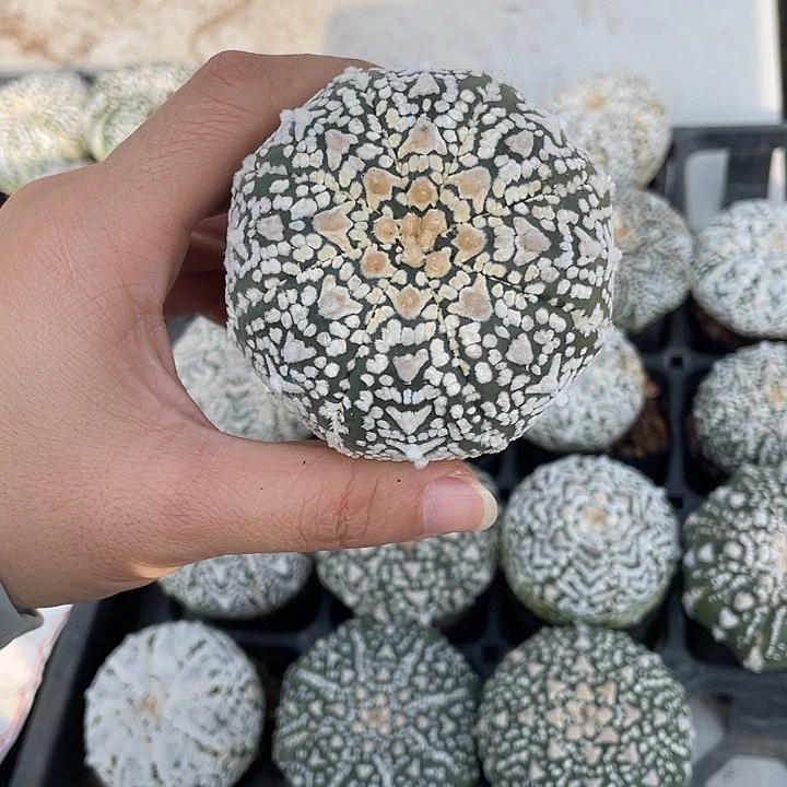 高绒v兜瑕疵特价不退换