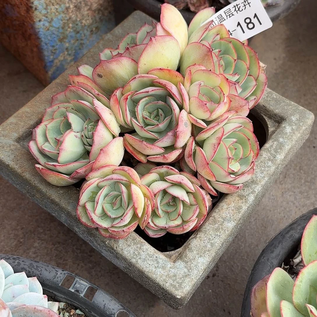 浅*同温层多肉牡丹亭181