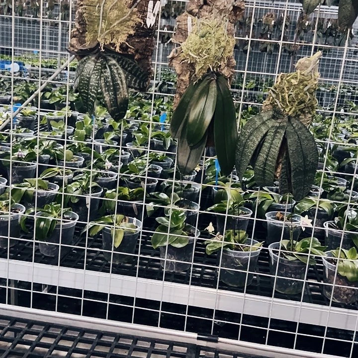 z***5不开花植物板植山採多花
