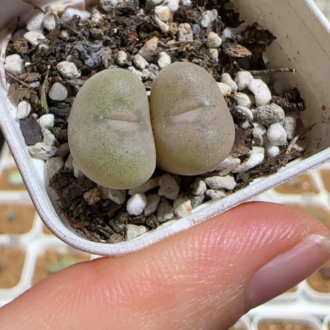 肉锥多肉植物组合-空卡佛825