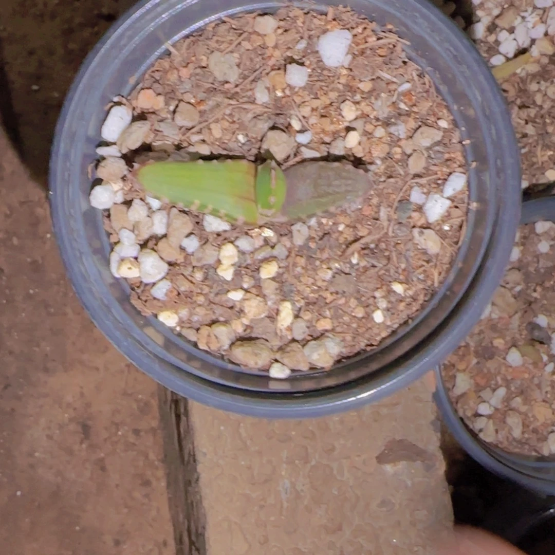 R***克块根植物块根植物