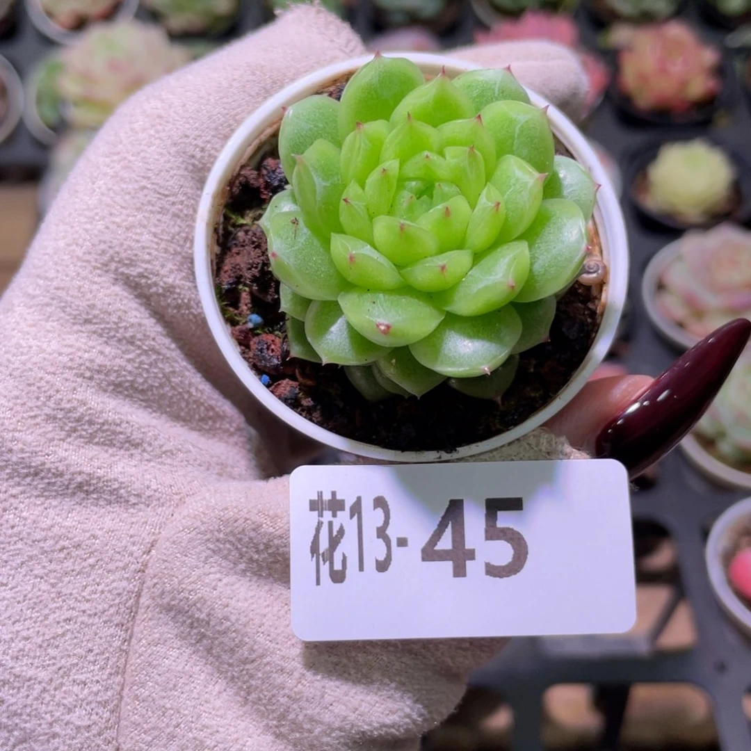 花利美13-45新品单头