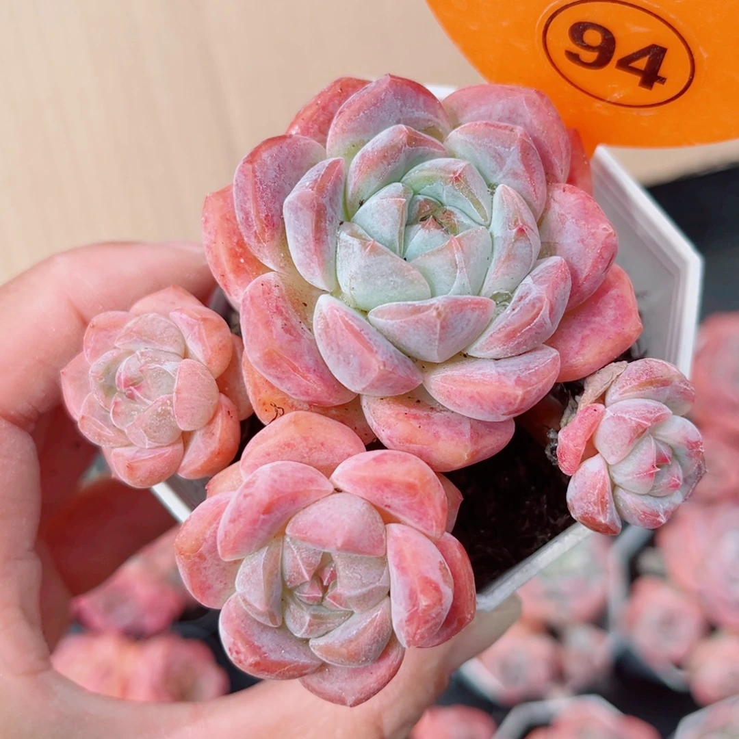 94号小老桩糖心群