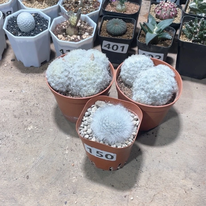 S****D150白星2颗➕无刺丽光殿