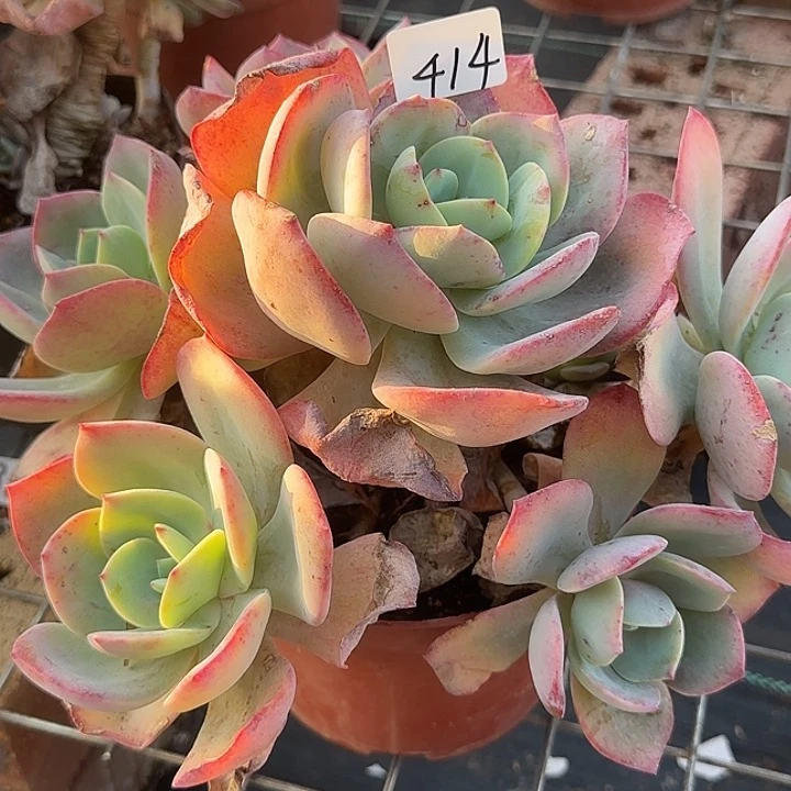 青*414雪凤脱土发货不退不换