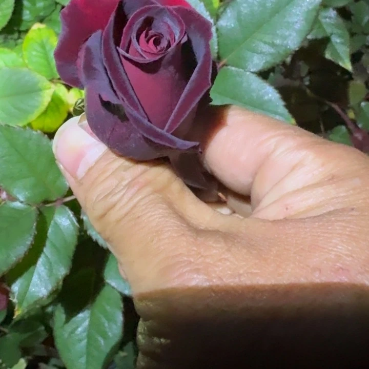 无花朵黑巴克小苗