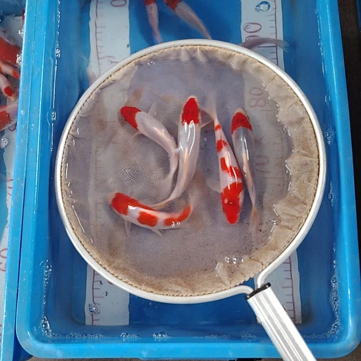 海水鱼顺丰包邮开箱包活2