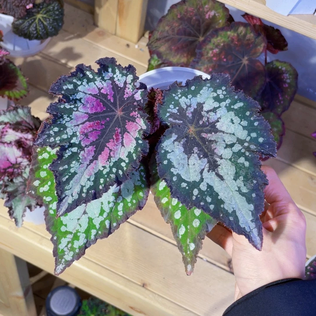 无花朵春芽秋海棠