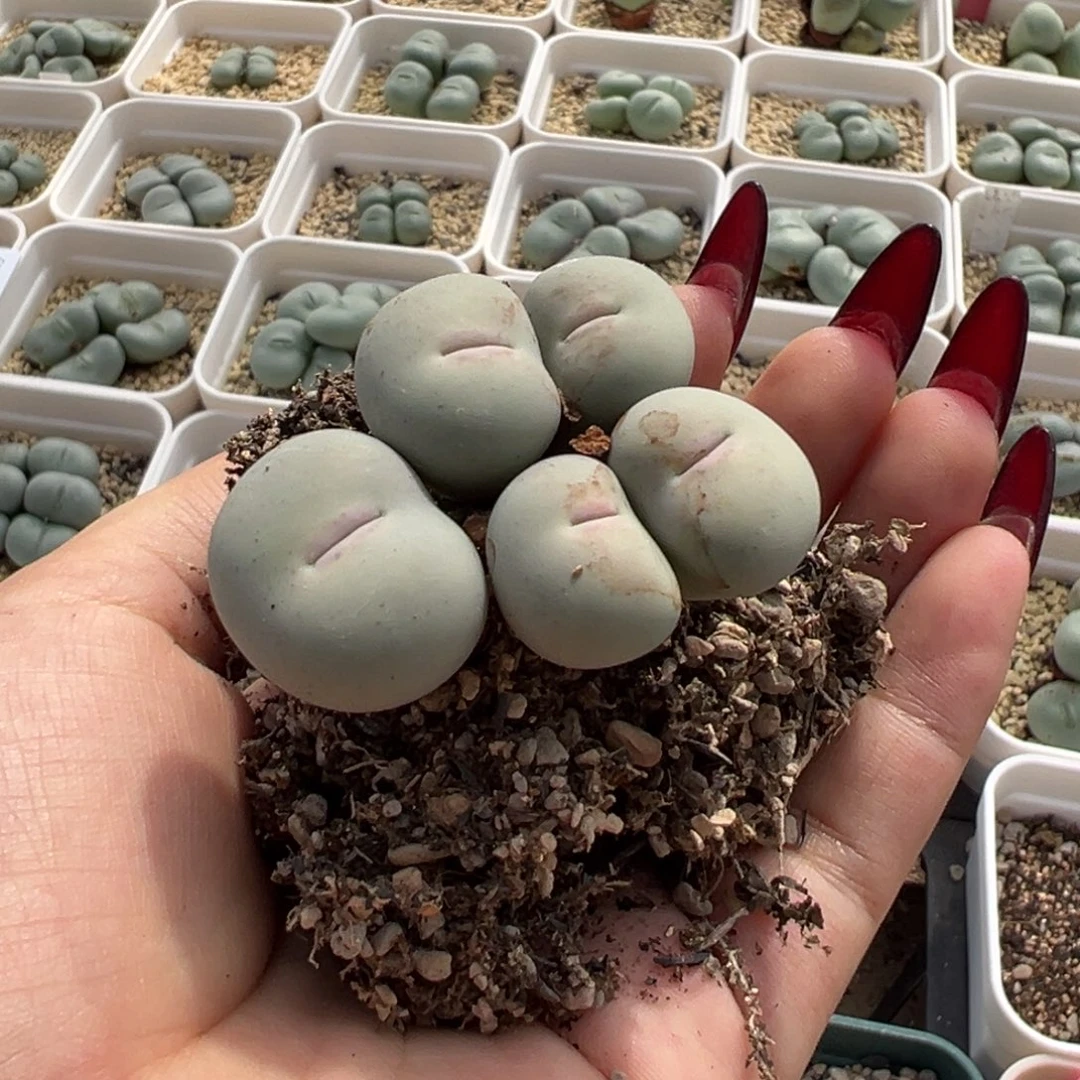 绵***糖超级v嘴x1大头多肉植物