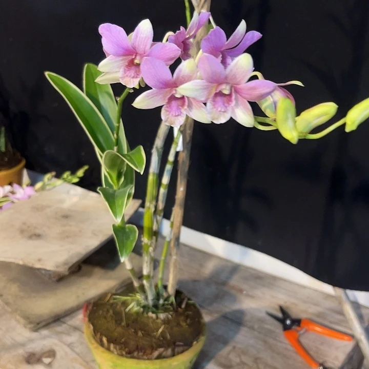 当前无花朵，栽培后可花朵叶艺兔莉莉273