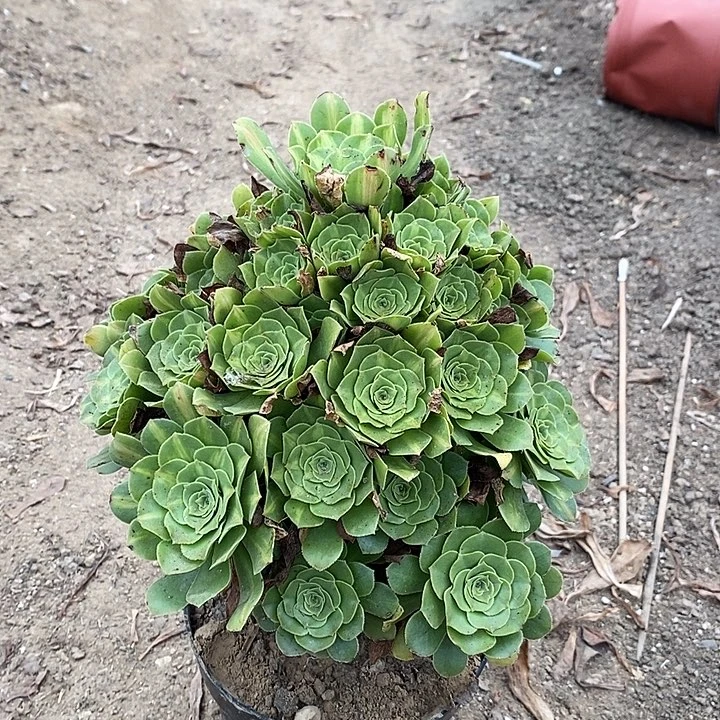翡翠琉璃多肉植物073