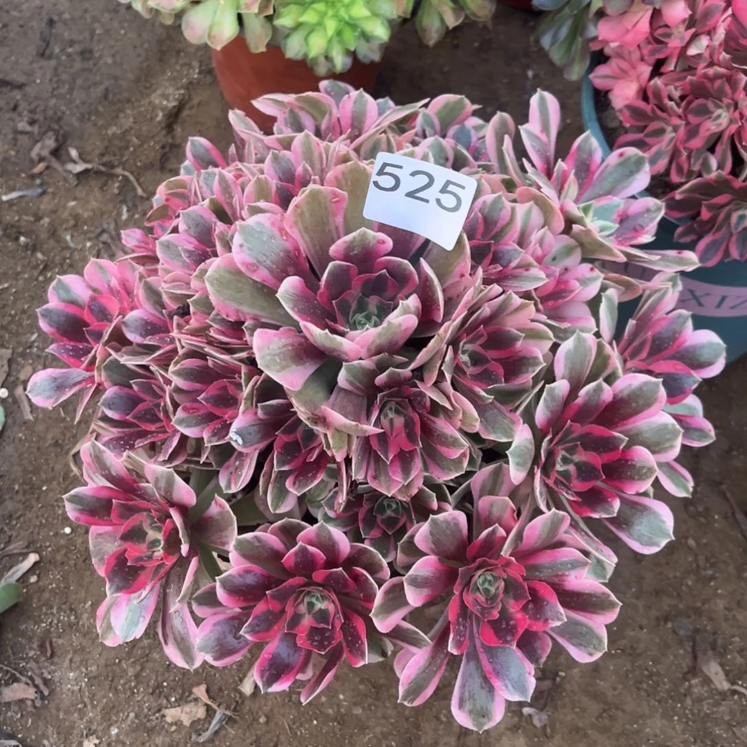 初恋多肉法师525号