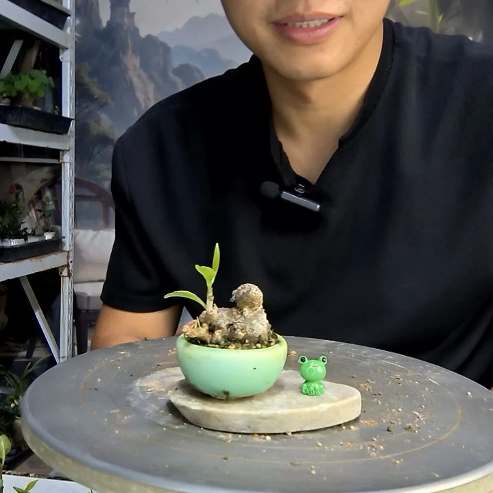 暴**许中青园艺一物一拍426