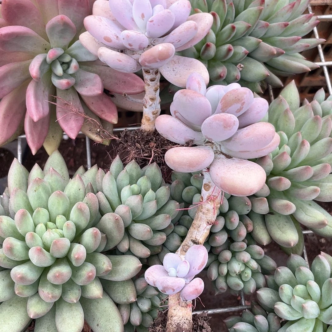 鬼***窍桃蛋单头两颗一起