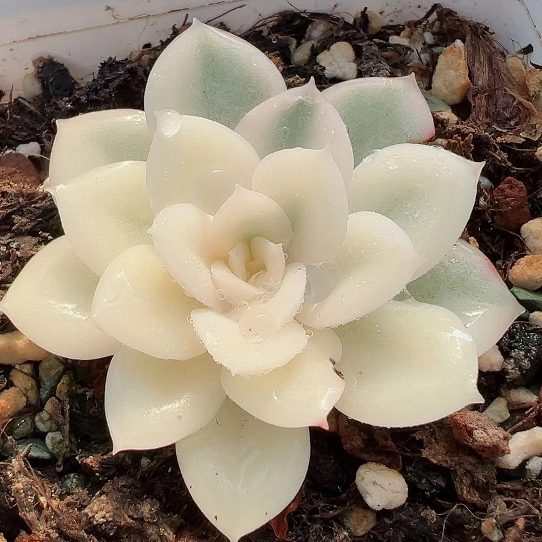 月亮仙子锦，半覆轮锦