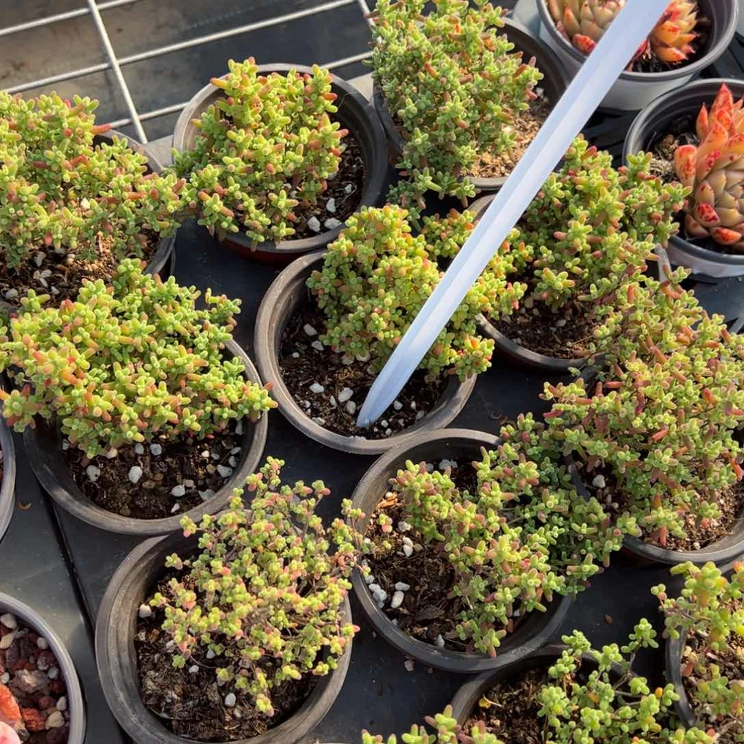 蜜橘糖球一颗8cm以上量拍多肉满20包邮下午发