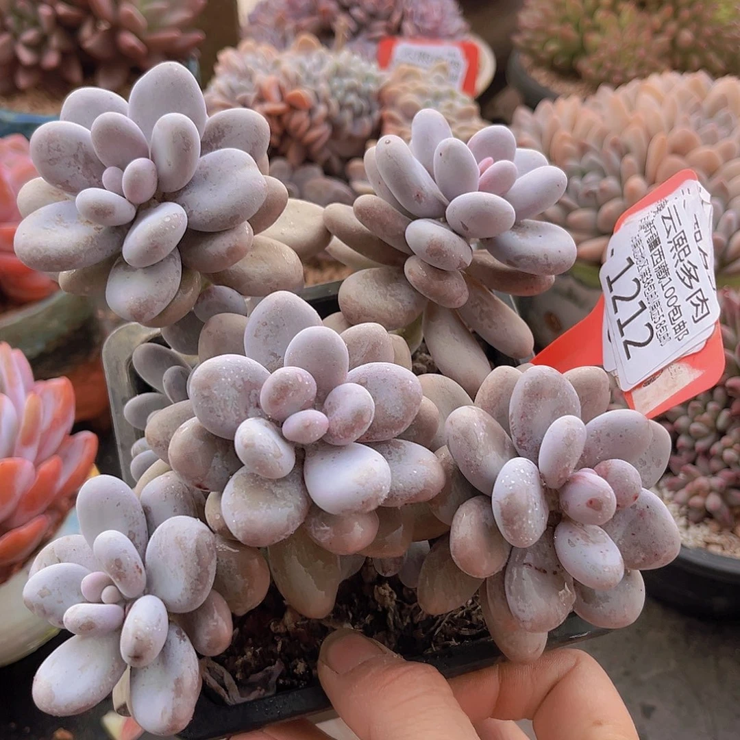 1212奶酪多肉植物