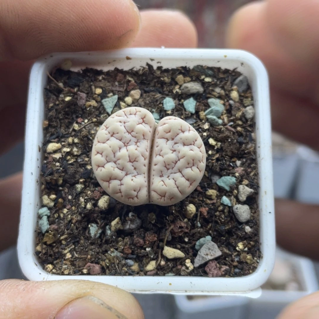 00000000000000000732