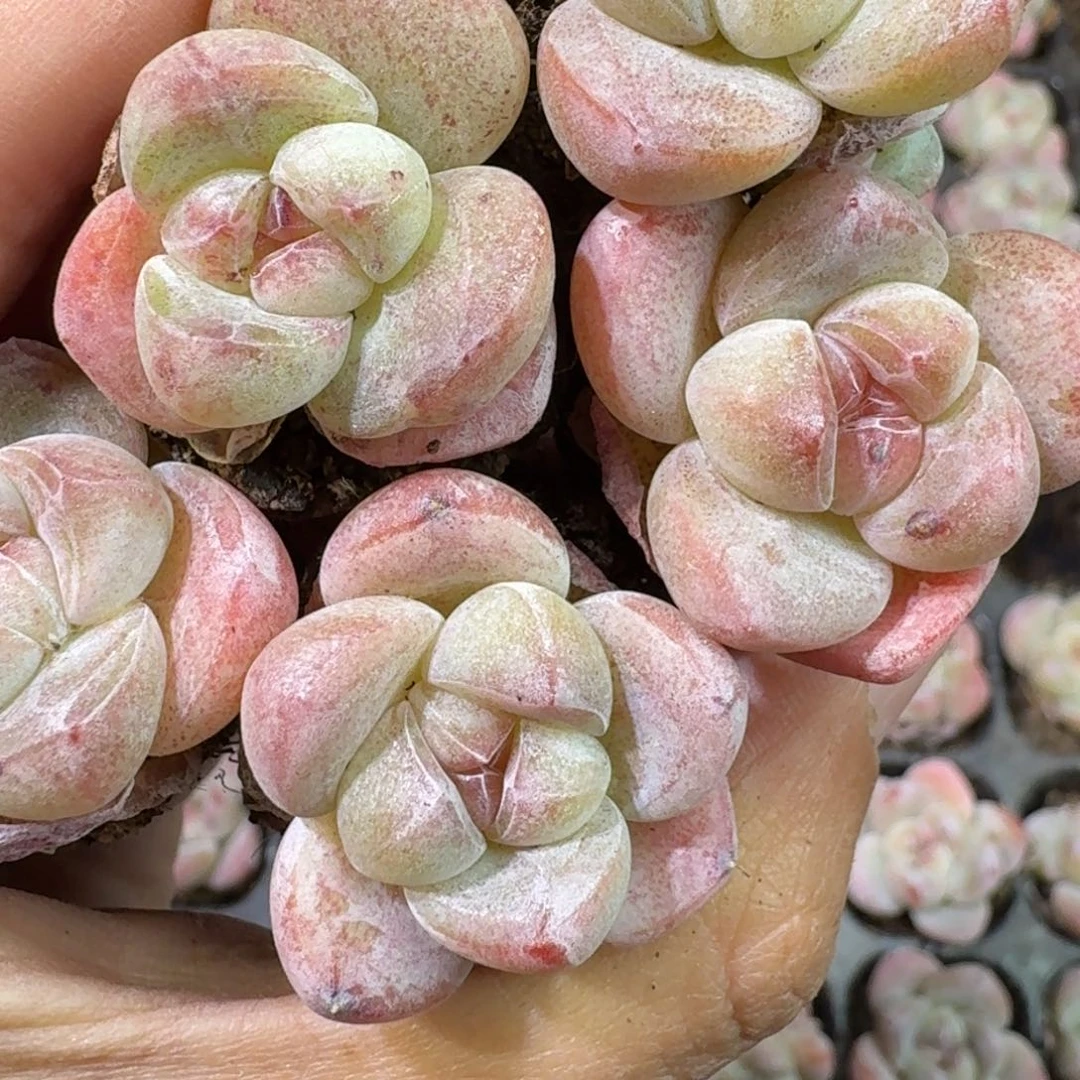 239号到手8颗，果冻透底冰玉