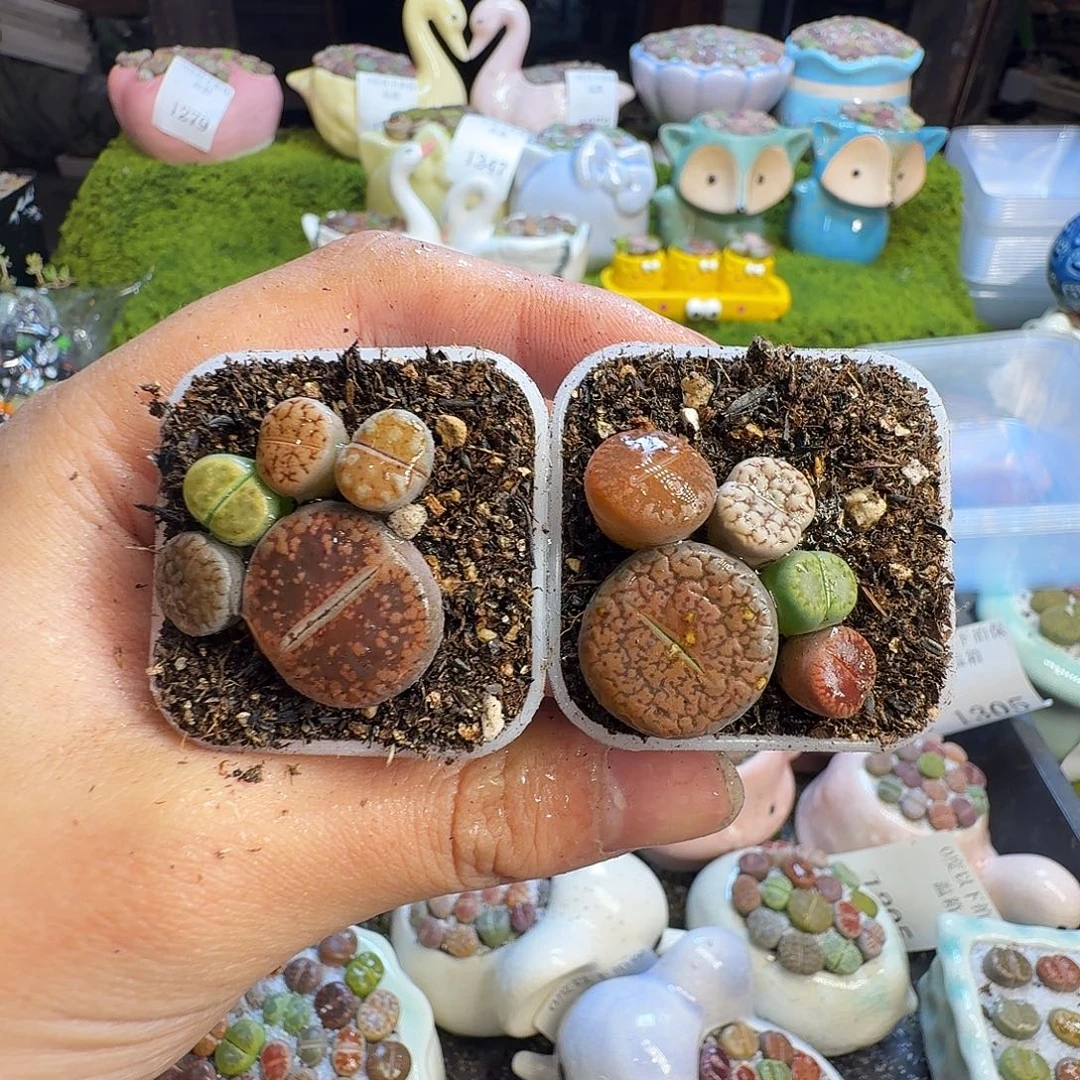 多肉葡萄的味道1361