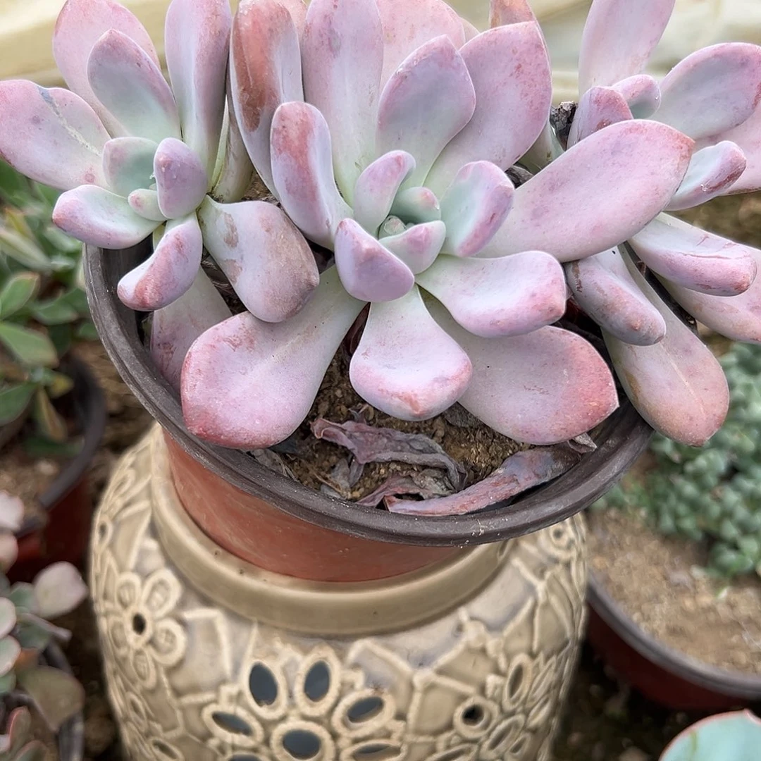 多肉植物奥普老庄
