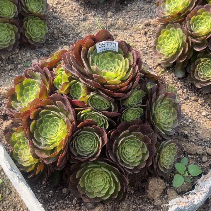 ?*诺05773雨荷多肉植物