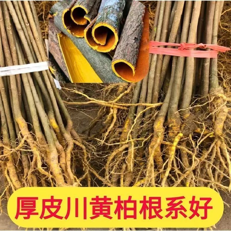 厚皮黄柏树苗可剥皮造林耐寒易存活绿化经济林苗南北方种植