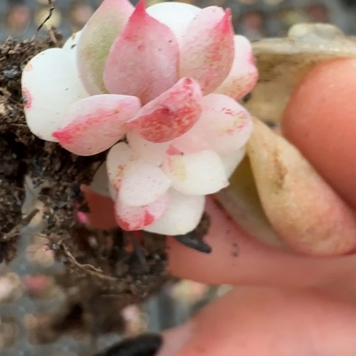 冰月亮锦一物一拍412