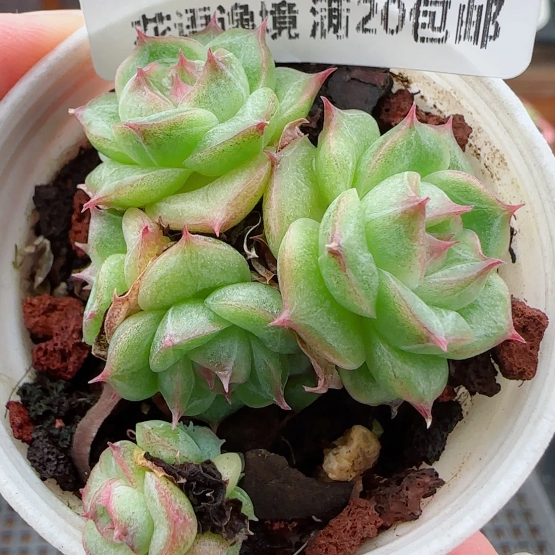 花语逸镜0923-68散