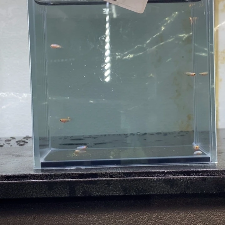 斗鱼包活不包损所见即所得446
