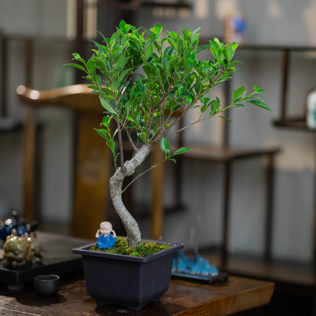 【老桩S型榕树】四季常青招财守财金钱榕虎皮榕气根榕树造型盆景