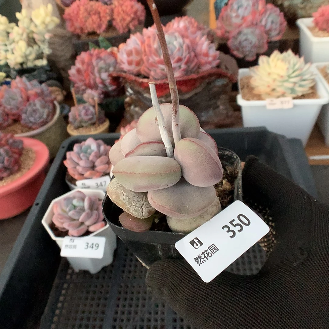 350小红蛋多肉植物6666