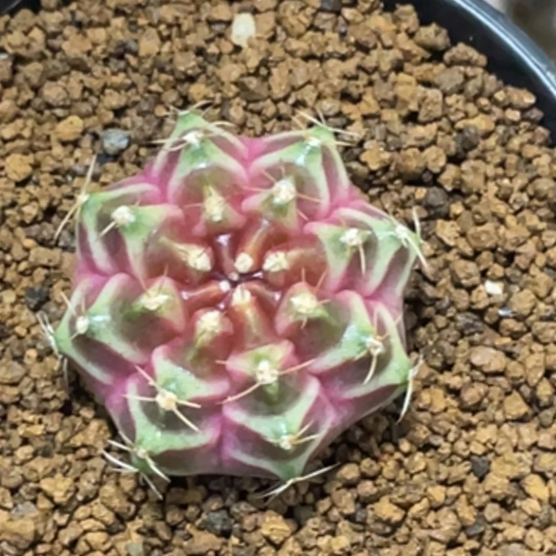 当前无花朵，栽培后可花朵紫粉臀轮回